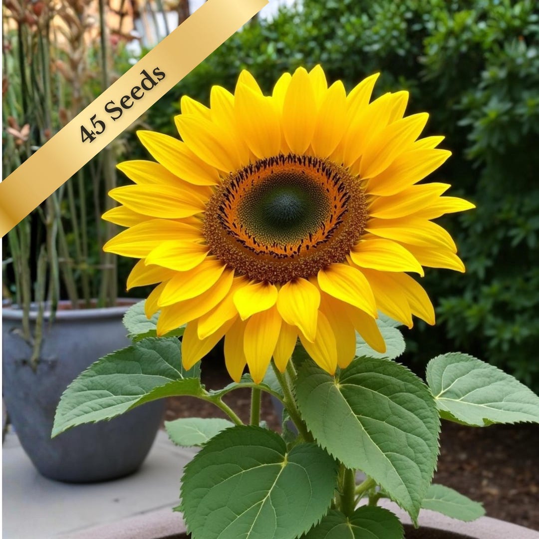 45 Sunspot Dwarf Sunflower Seeds (helianthus Annuus) – Compact ...