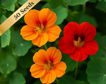 Tall Climbing Mixed Nasturtium Seeds (Tropaeolum majus) – 20 or 50 seeds for Edible Flowers, Fast Growing Vine for Fences & Trellises