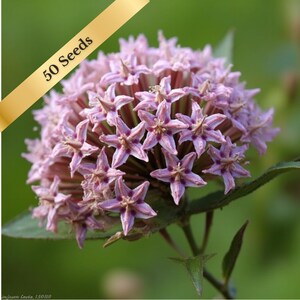 Common Milkweed Seeds - Native - Monarch Butterfly - 25, 50 or 100 Seeds