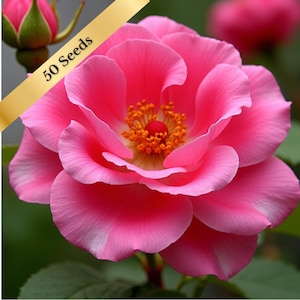 Rosa Rugosa Seeds - Japanese rose, Beach Rose - Hardy Shrub - 25, 50 or 100 Seeds