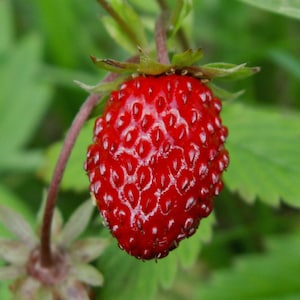 100 Strawberry Seeds - Alpine Fruit Berry Seeds, Open Pollinated Garden Seed, Non-GMO, Heirloom seeds, Wild Strawberries, Grown in Canada