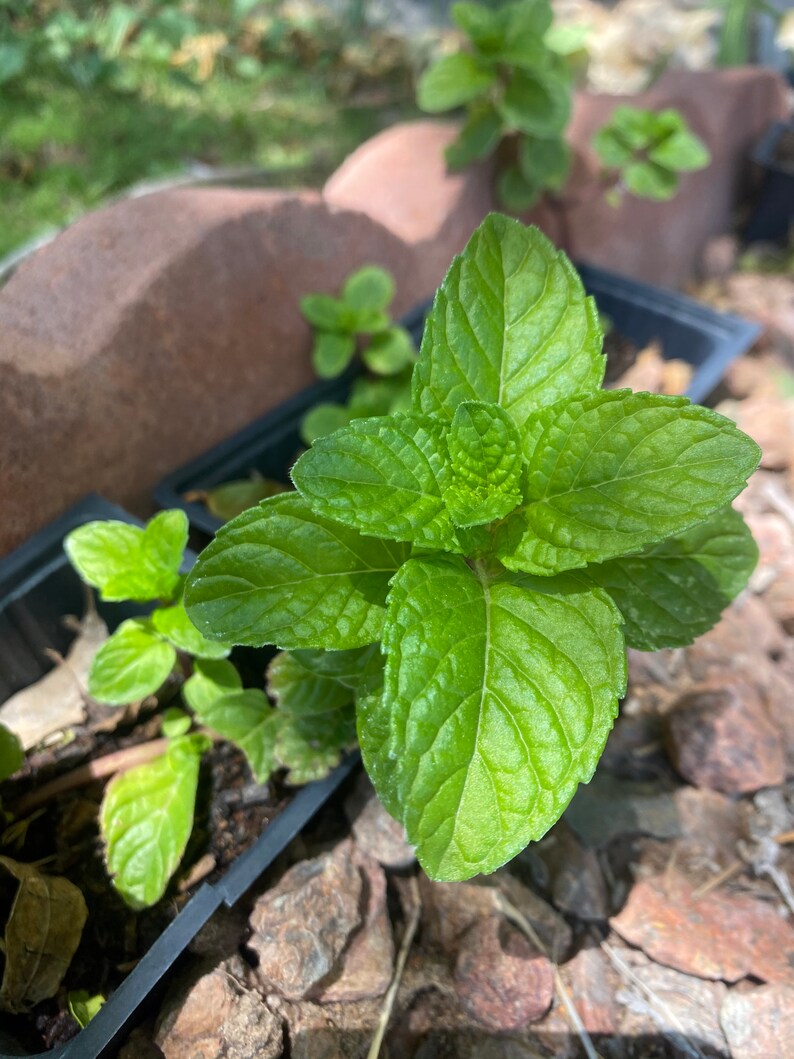 Berries and Cream Mint Rooted Plant ORGANIC Etsy