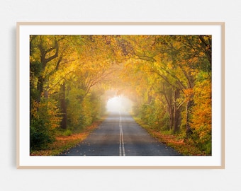 Autumn Road, Sunshine Coast Hinterland, Australia, Photography Print, Wall Art, Fine Art, Country, A3, 16x24, 24x36