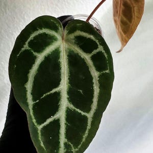 Anthurium Zara X Anthurium Michelle - Etsy Anthurium Zara X Anthurium Michelle - Etsy