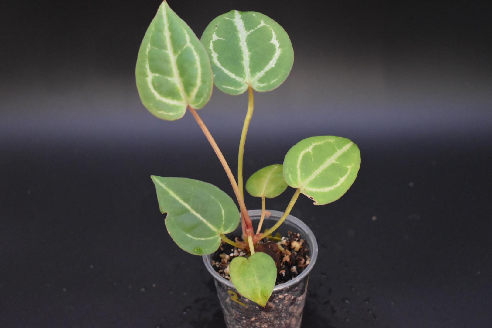 RedCrystallinum × Blackwidow × Michelle file.jpg