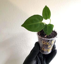 Anthurium Doc Block Red Crystallinum x Forgetii Seedlings/Small Plants