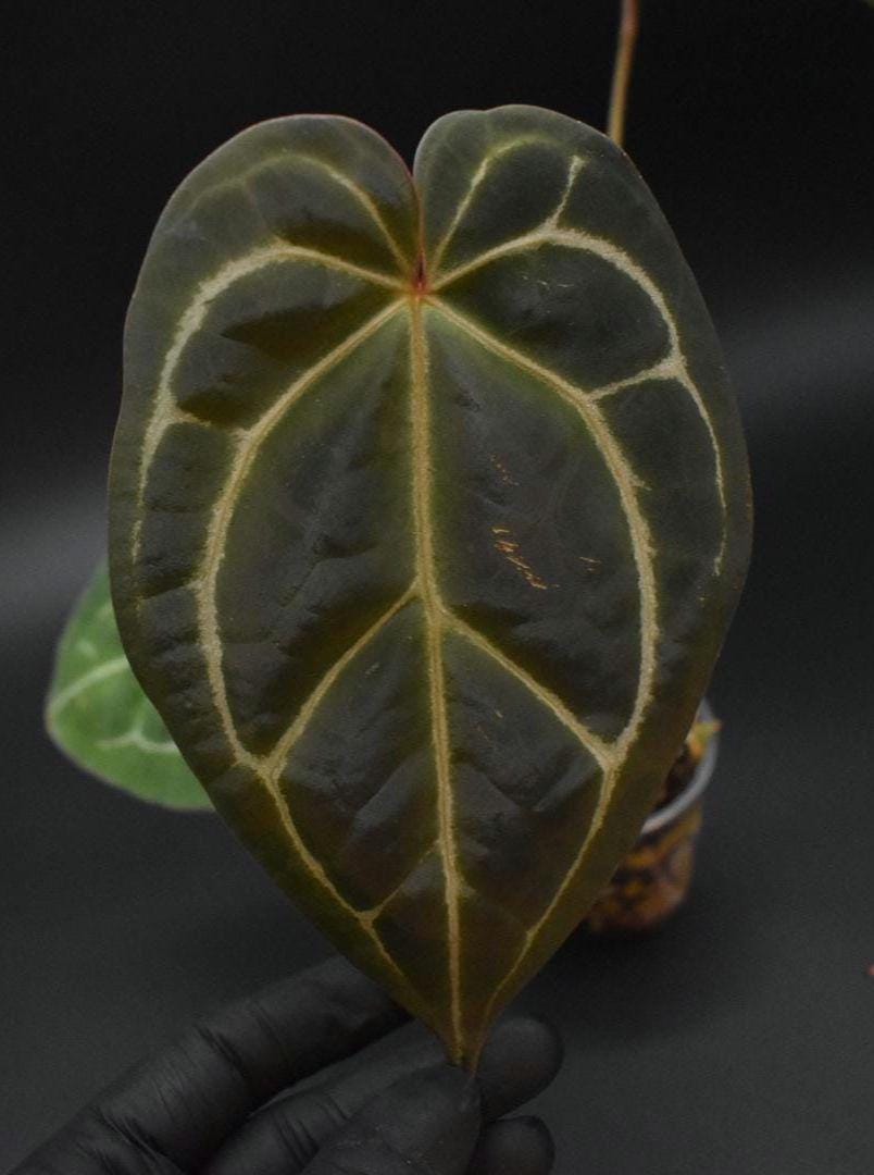 Anthurium (crystallinum X Magnificum) X (black Widow X Michelle