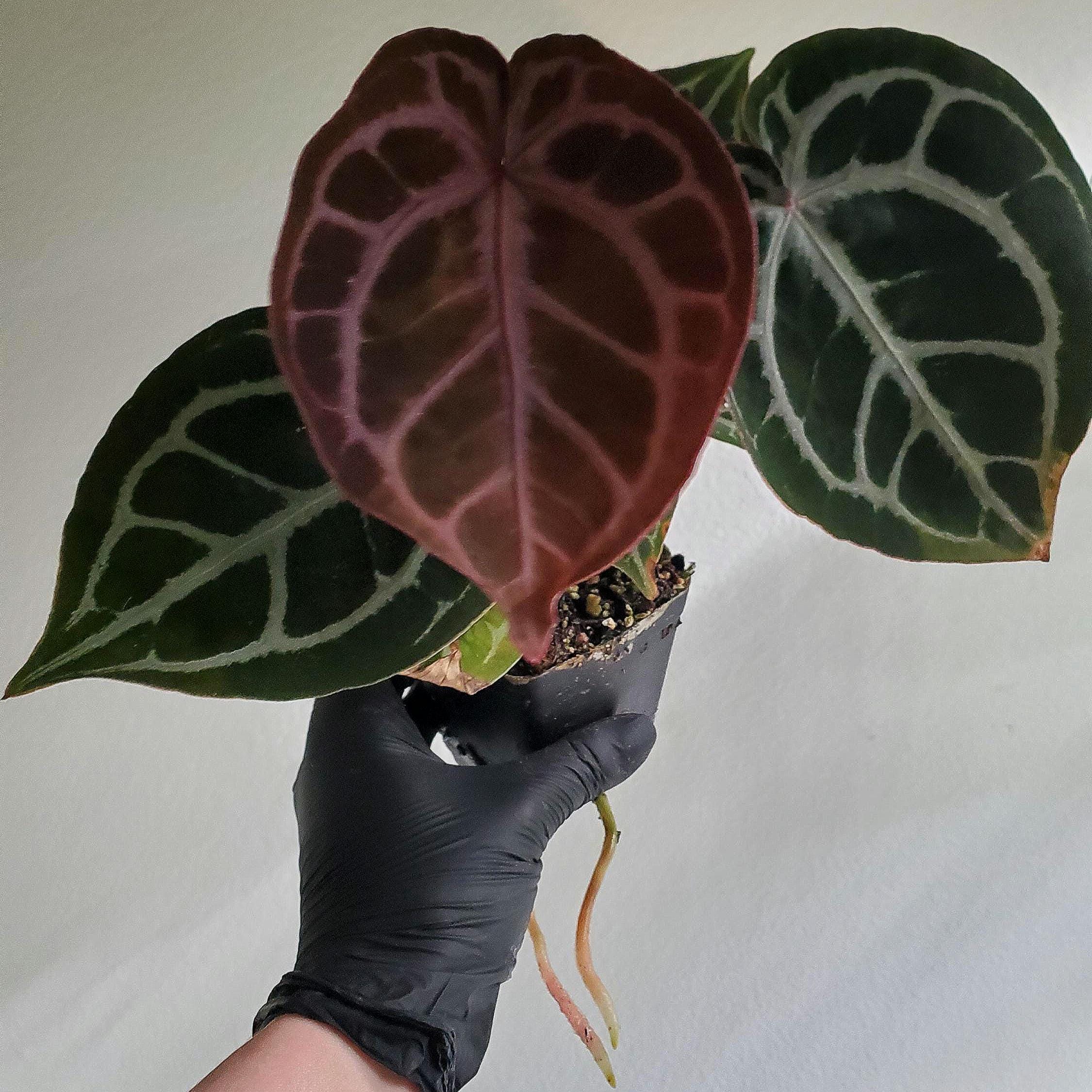 Anthurium King of Spades X Red Crystallinum - Etsy