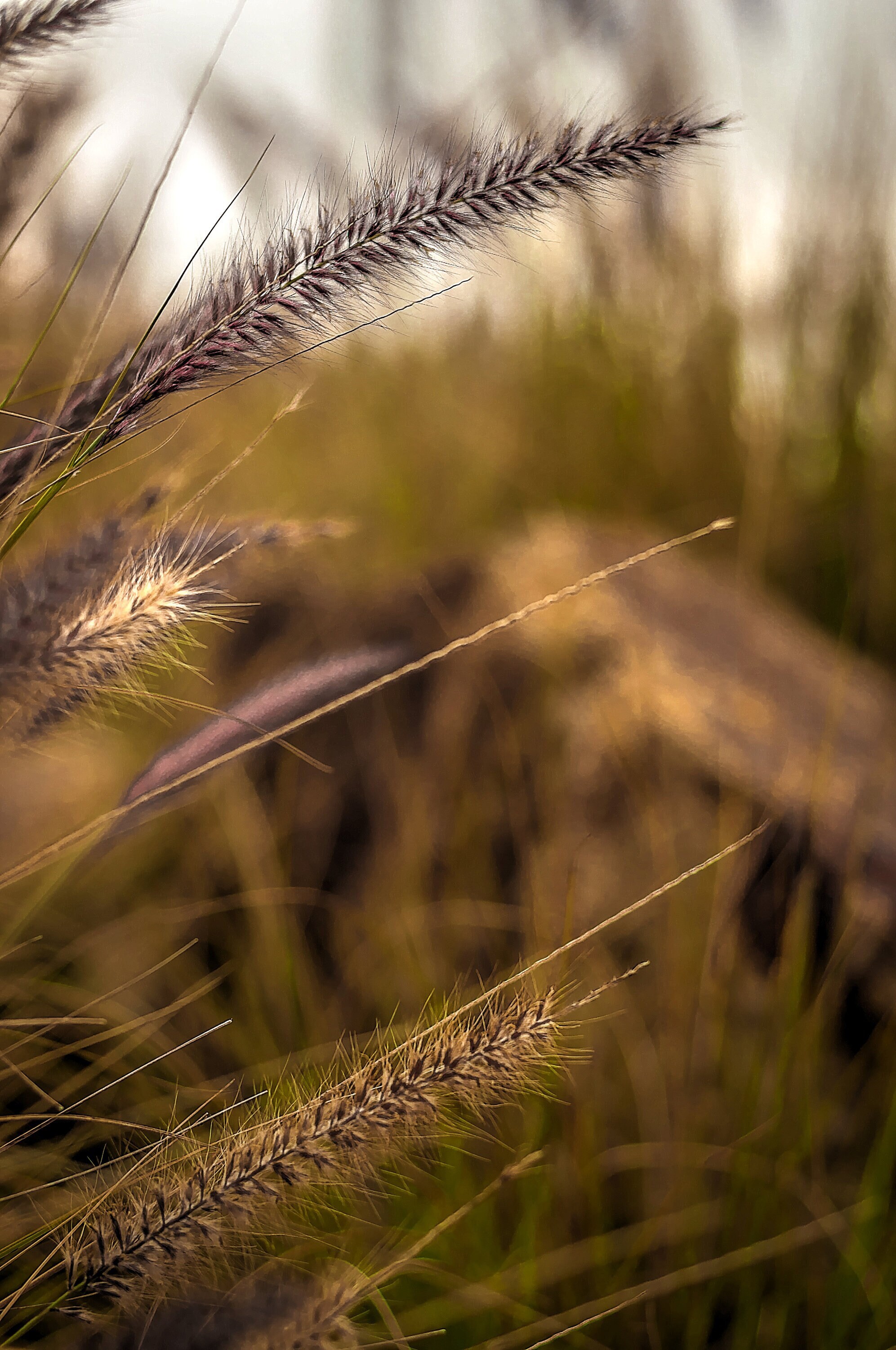 Rustic Grass Background Fine Art, Photographic Print of Rustic Wild Grass for Home Decor and ...