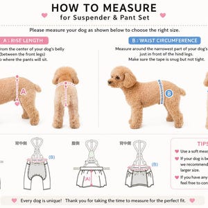 May include: An instructional infographic titled HOW TO MEASURE for Suspender & Pant Set. It features a light brown poodle demonstrating how to measure rise length and waist circumference, alongside line drawings of dog pants and helpful tips.