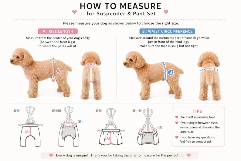 May include: An instructional infographic titled HOW TO MEASURE for Suspender & Pant Set. It features a light brown poodle demonstrating how to measure rise length and waist circumference, alongside line drawings of dog pants and helpful tips.