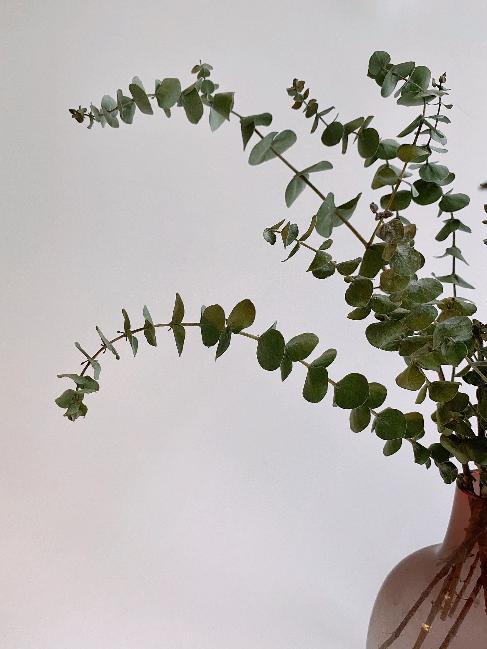 Dried Eucalyptus Letterbox Etsy UK