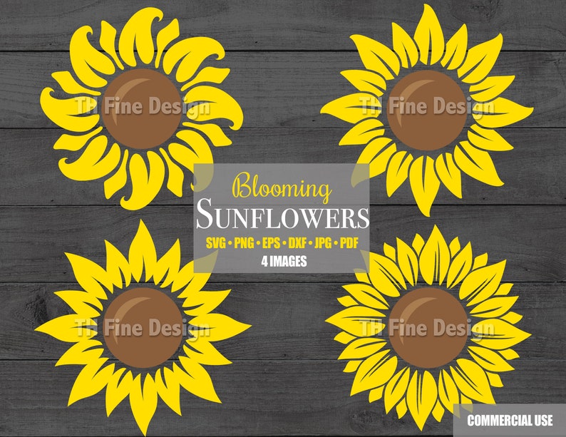 Puede incluir: Cuatro dise&ntilde;os gr&aacute;ficos de girasoles amarillos con centros marrones. El texto "Blooming Sunflowers" est&aacute; en el centro de la imagen. El texto "SVG PNG EPS DXF JPG PDF" est&aacute; debajo del t&iacute;tulo. El texto "4 IMAGES" est&aacute; debajo de los tipos de archivos. El texto "Fine Design" est&aacute; en el centro de cada girasol. El texto "COMMERCIAL USE" est&aacute; en la parte inferior de la imagen.