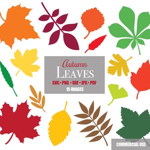 SVG Leaves Fall Autumn Maple Leaf Shape Cricut File Cutting Files Bundle Silhouette Printable Downloadable Clip Clipart Shapes Vector Art