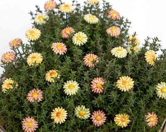 Keramik Mini Wiesenblume 10 Stk. - dekorative, einzigartige Keramikblume für Haus, Garten, kreative Dekoration und Geschenk - handgefertigt
