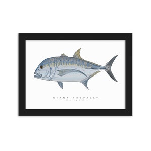 GIANT TREVALLY Gerahmter Druck, Strukturmuster