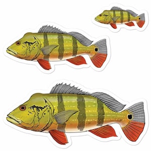 Peacock Bass stickers (3 pieces), Waterproof fish decal, Tucunare, Temensis