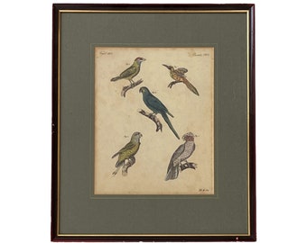 Strange Climbing Birds. Antique Hand Coloured Engraving. 1824.