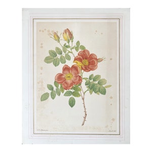 Pierre-Joseph Redouté, Antique Lithograph, Mourlot Lith 1939 Rosa Eglanteria var punicea
