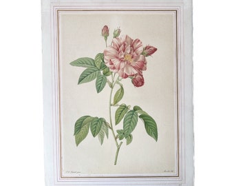 Könnte beinhalten: Eine Vintage-botanische Illustration einer rosa-weiß gestreiften Rose mit grünen Blättern und Knospen. Die Illustration ist mit einem weißen Rahmen und goldenen Akzenten gerahmt.