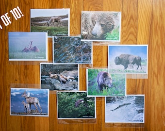 Set of Ten Greeting Cards Featuring Wildlife Photos by Ryan Ebert
