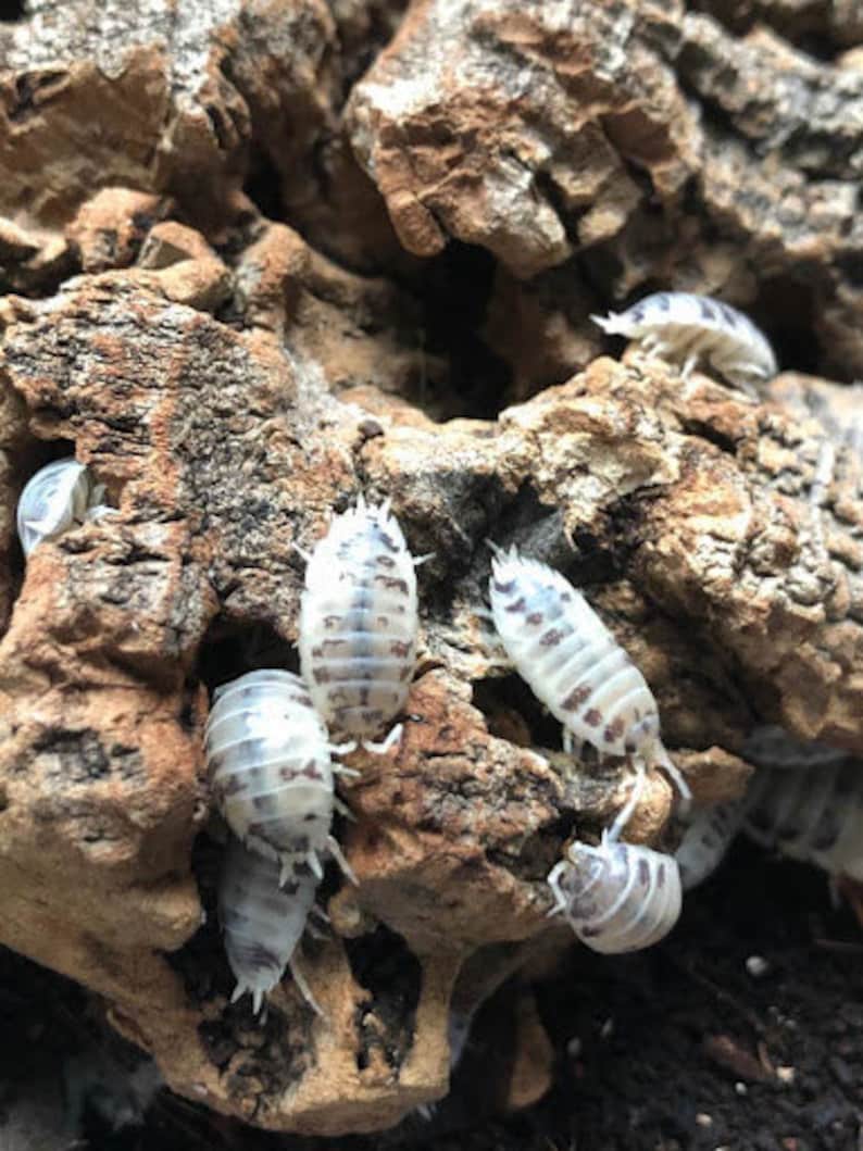 Dairy Cow Isopod Porcellio Laevis Etsy