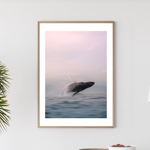 Tweed Whale in Sunset Framed Print , Sea Animal Wall Art , Australian Ocean Photography , 12x16 18x24 24x32 30x40 inch frame