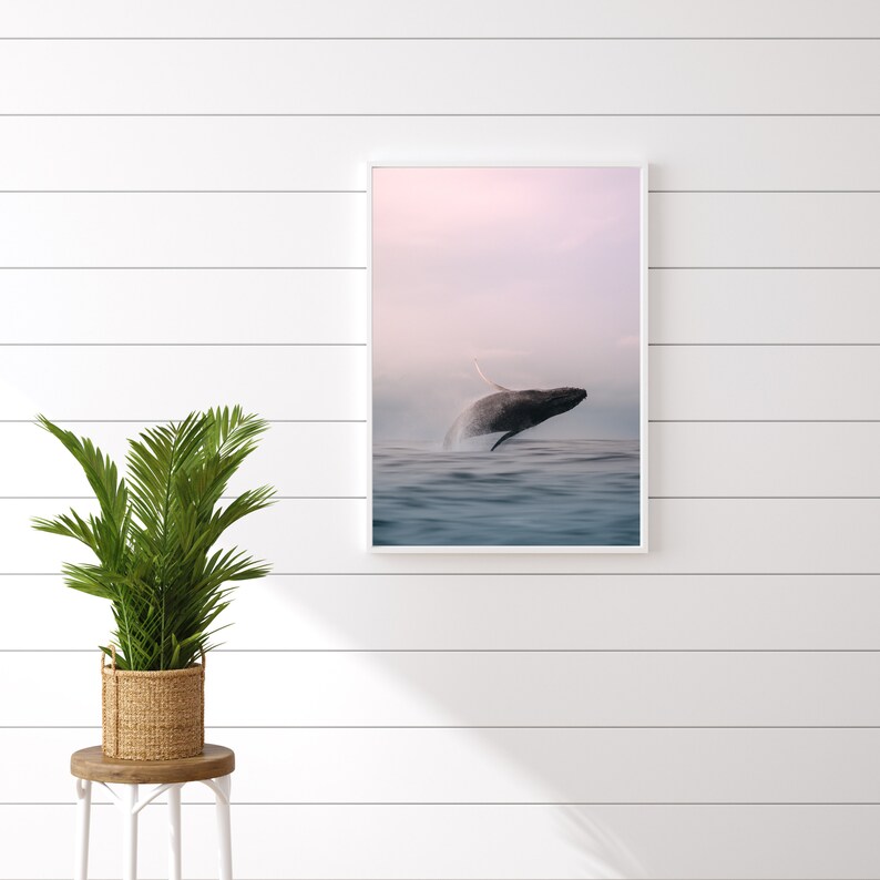 K&ouml;nnte beinhalten: Ein gerahmtes Foto von einem Wal, der aus dem Wasser springt. Der Wal ist vor einem rosa und violetten Himmel silhouettiert. Das Wasser ist hellblau.