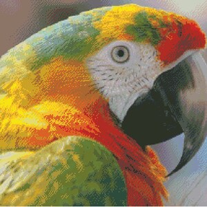 Macaw Instant Download PDF Counted Cross Stitch Pattern