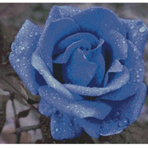 The Blue Rose Instant PDF Download Counted Cross Stitch Pattern