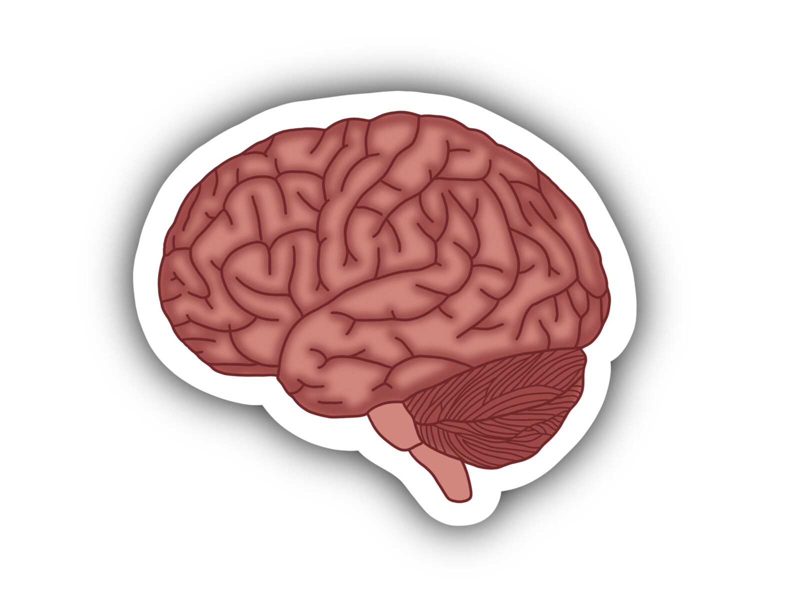 Brain Sticker Organ Sticker Anatomy Etsy