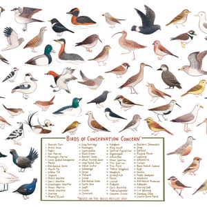 A3 Birds of Conservation Concern Fine Art Print