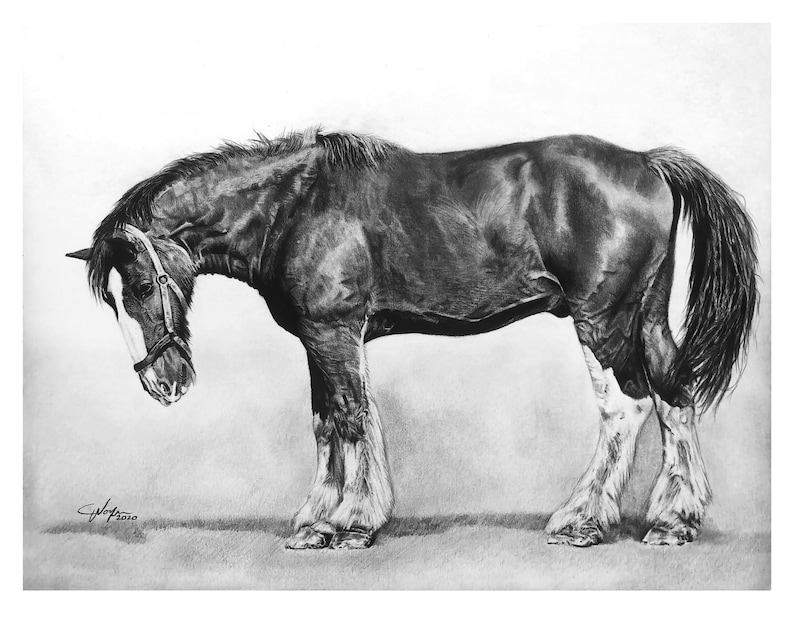 Graphite Equine Art Fade Resistant Art Print of Pencil Drawing Rest Easy by Artist Chelsea Noyon Animal Horse Artwork Pet Portrait