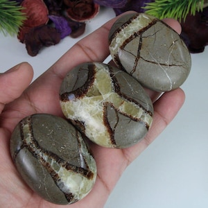 Septarier Palm Stone, Septarier Palm Steine schöne Qualität Kristalle