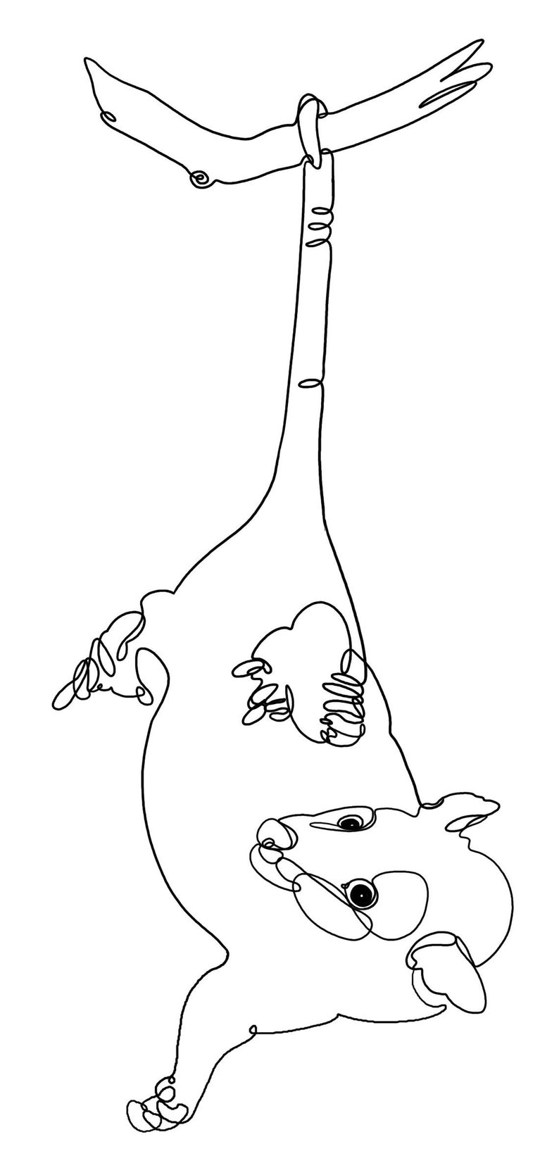 One Line drawing of hanging possum Etsy