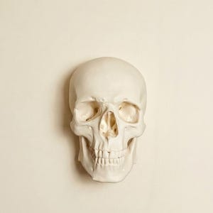 Könnte beinhalten: Ein weißer Schädel mit detaillierten Gesichtszügen, einschließlich Augenhöhlen, Nasenhöhle und Zähnen. Ein dekoratives Objekt, möglicherweise für Halloween oder Gothic-Dekoration.