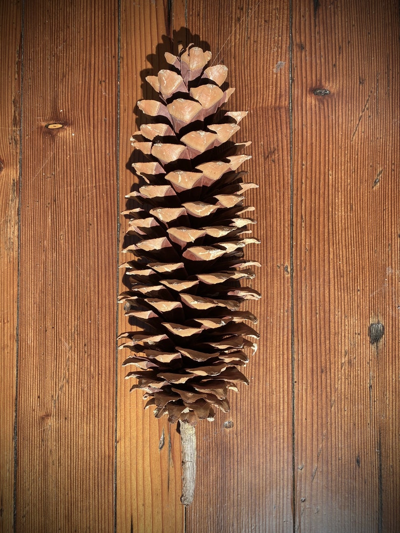 Large Sugar Pine Cones. Box of 3. Etsy