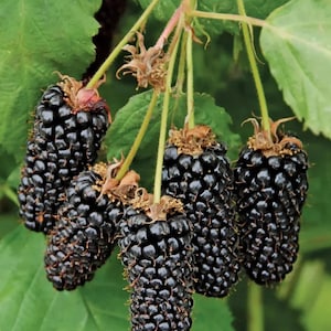 May include: A close-up shot of a cluster of ripe blackberries hanging from a green leafy branch. The blackberries are a deep, shiny black colour, with a textured surface. The leaves are a vibrant green, creating a natural, fresh scene.