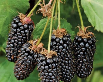Patented Thornless BlackBerry & Raspberry Plants in 5 " Pot  FREE DIPPING of 'Diehard' mycorrhizae root dip!
