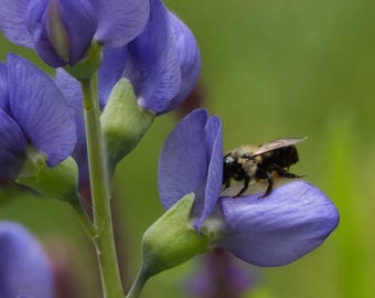 1 Indigo Bush / False Indigo (Amorpha fruticosa-Great for Bees & Butterflies 3.5x5” pots. Use Tea, Cosmetics, dye