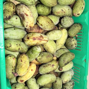 May include: A bright green plastic crate filled with numerous oval-shaped pawpaw fruits. The fruits have mottled light green and yellowish-brown skins with dark brown spots, and they are packed closely together inside the container.
