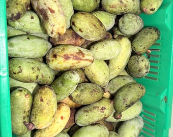 Fresh Paw Paw Fruit from a grafted Orchard of the Best Tasting types or option of Wild Harvest! Ships Free 2 day Air