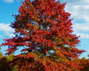 Choice (Potted) Trees- for Food, Nuts, Butterflies, Birds & Bees (4x12" Deep tree pots)