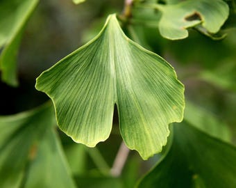 1 GINKGO BILOBA deep potted Tree- an Herb for the Mind “Fishtail Shaped” Maidenhair-Fall Leaves