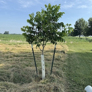 May include: A young tree with green leaves, protected by a white tree guard and supported by three green metal stakes. The tree is planted in a field of dry grass, with a blue sky and other trees in the background.