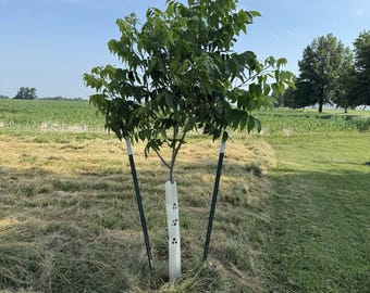 5) 12"-60" BarkPro Tree Pro Tree Protector Tubes - Deer Rub, Rabbits & Weed-Eaters