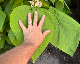1) 18" Catalpa (Northern)- Great for Bees & Huge Heart Shaped Leaves, 4x12" Deep-Pot