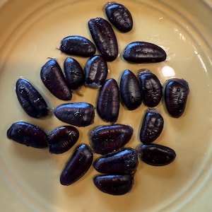 May include: A collection of dark purple, oblong seeds, possibly beans or legumes, are arranged on a yellow plate. The seeds have a smooth, shiny texture and are clustered together, creating a visually interesting pattern.