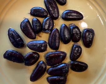 Semillas del árbol Paw Paw 2025: ¡de cultivares injertados de gran calidad, envasadas en musgo de turba para una estratificación continua y exitosa durante 3 a 4 meses!