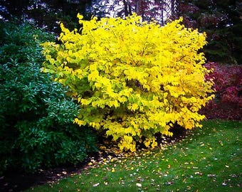 18” Spice Bush-Tree- Fragrant & Beautiful! Butterfly Gardens, Gorgeous Smelling and a usable Spice!